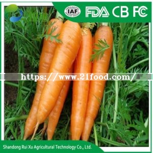 Fresh New Crop Fresh Carrot 10kg Carton Packing