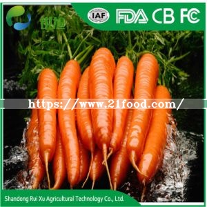 Fresh New Crop Fresh Carrot 10kg Carton Packing