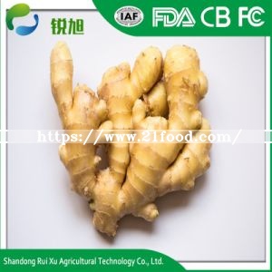 Fresh Ginger Material Bulk IQF Frozen Ginger for Sale