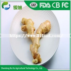 Fresh Ginger Material Bulk IQF Frozen Ginger for Sale