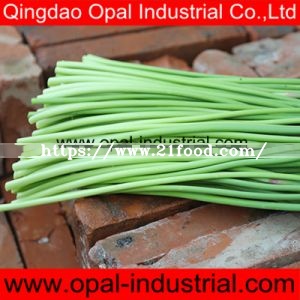Garlic Sprout Supplier
