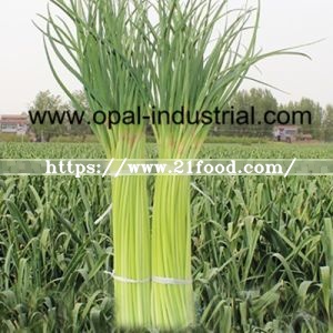 Garlic Sprout Supplier