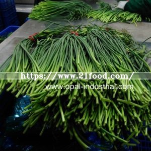 Garlic Sprout Supplier