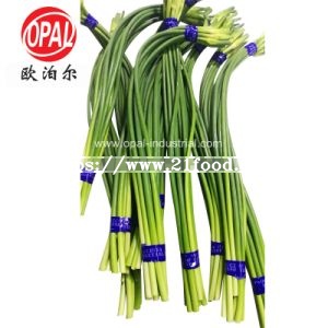 Garlic Sprout for Vegetable