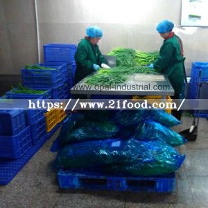 Garlic Sprout for Vegetable