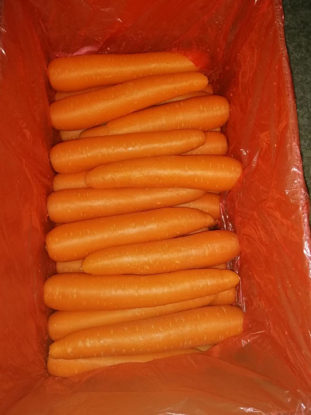 Best Quality for Exporting Fresh Carrot