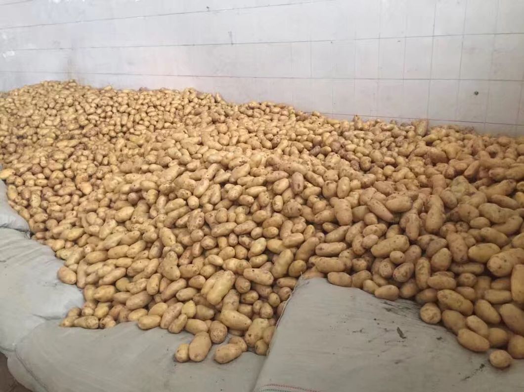 Top Quality for Exporting Fresh Potato