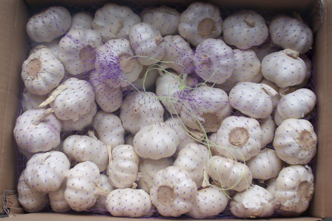 Export New Crop Fresh Normal White Garlic (4.5/5.0)