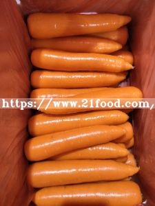 Best Quality for Exporting Fresh Carrot