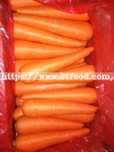 Best Quality for Exporting Fresh Carrot
