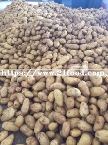 New Crop High Quality Fresj Potato