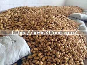 Top Quality for Exporting Fresh Potato