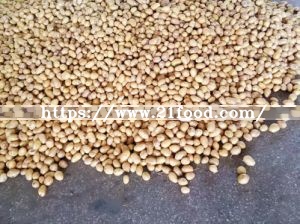 Top Quality for Exporting Fresh Potato