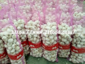 Export New Crop Fresh Normal White Garlic (4.5/5.0)