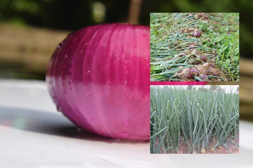 Fresh Onion Red White and Yellow
