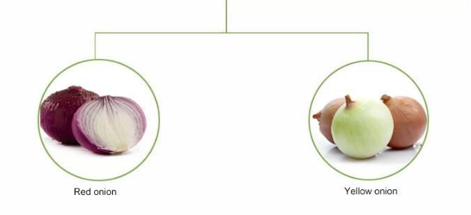 Fresh Onion Red White and Yellow