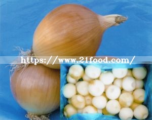 Fresh Onion Red White and Yellow