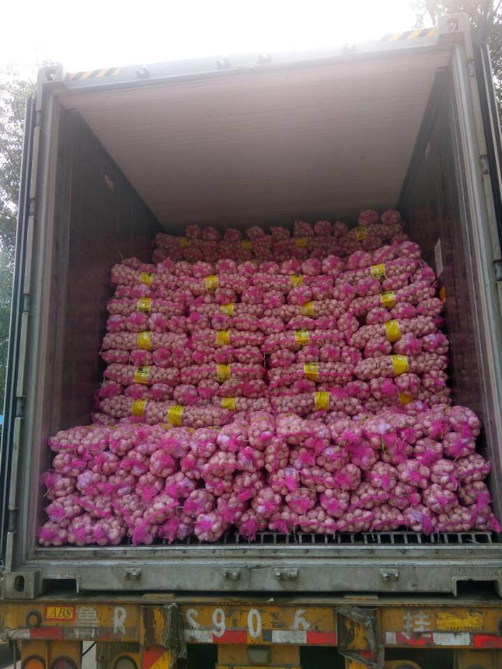 Fresh Size 5-6cm 5kg Mesh Bag Package Normal White Garlic