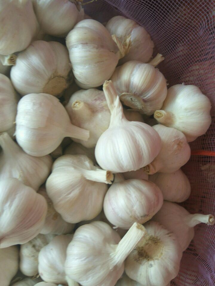 Fresh 20kg Mesh Bag Packing Normal White Garlic