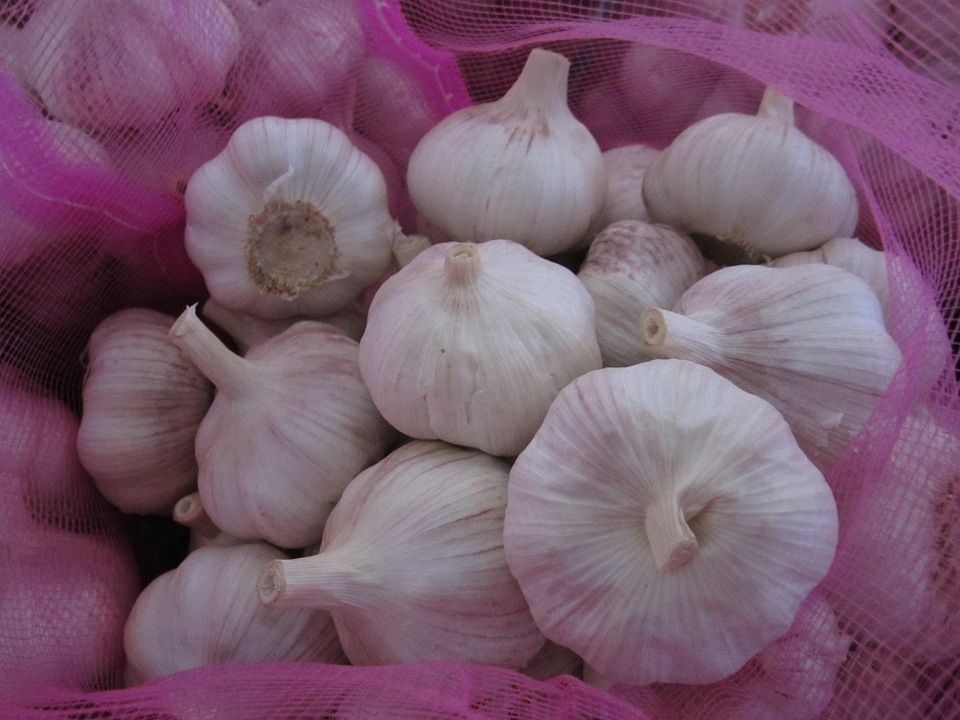 Fresh Red Garlic with Good Quality