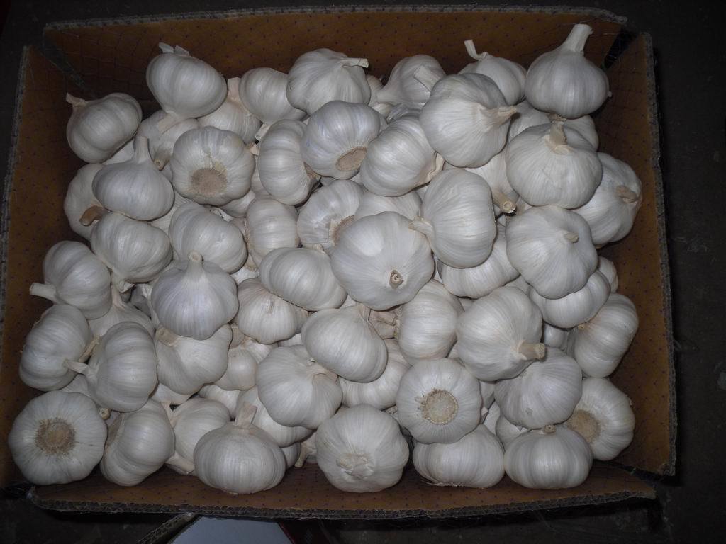 Fresh Red Garlic with Good Quality