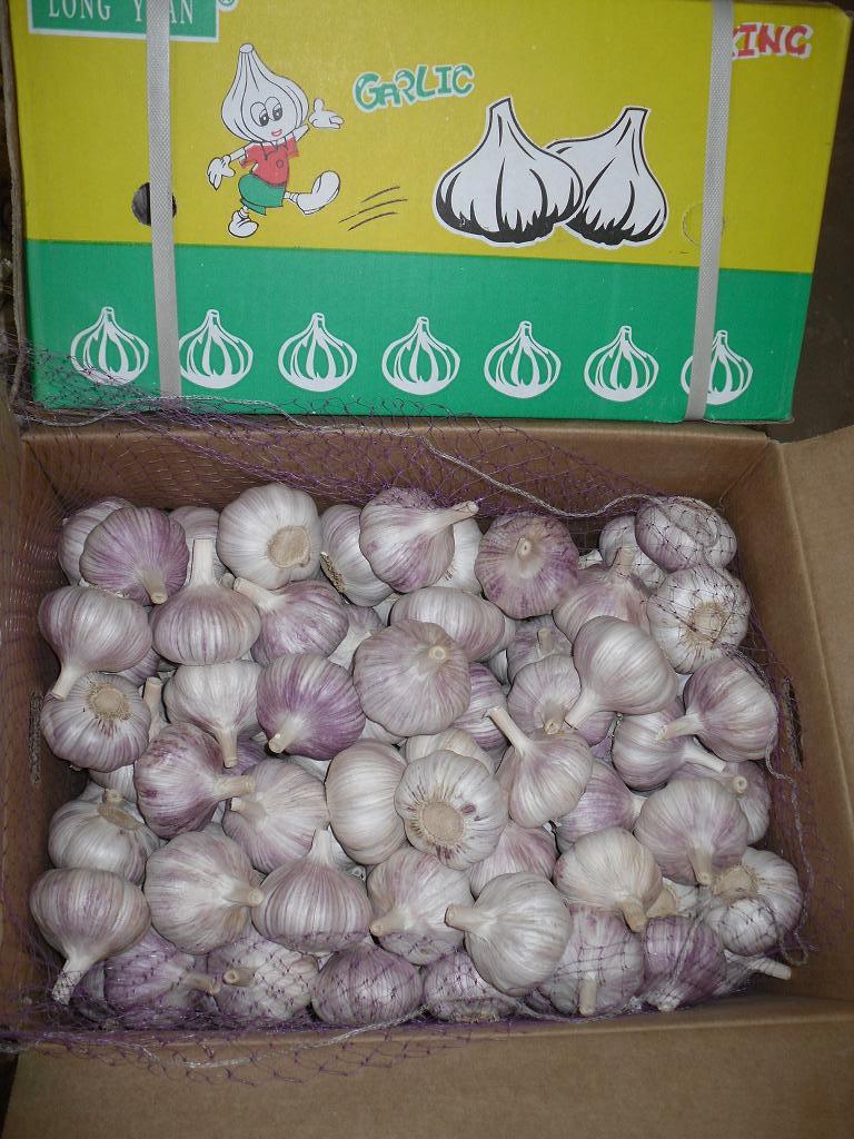 Fresh Red Garlic with Good Quality