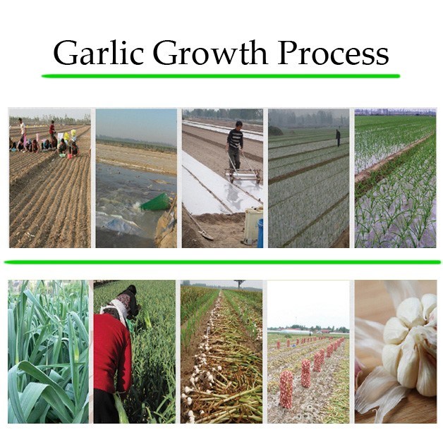 Fresh Red Garlic with Good Quality