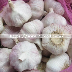 Fresh Red Garlic with Good Quality