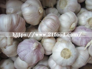 Fresh Red Garlic with Good Quality