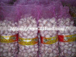 Fresh Red Garlic with Good Quality