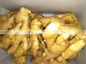 New Fresh Fat Ginger in Mesh Bag