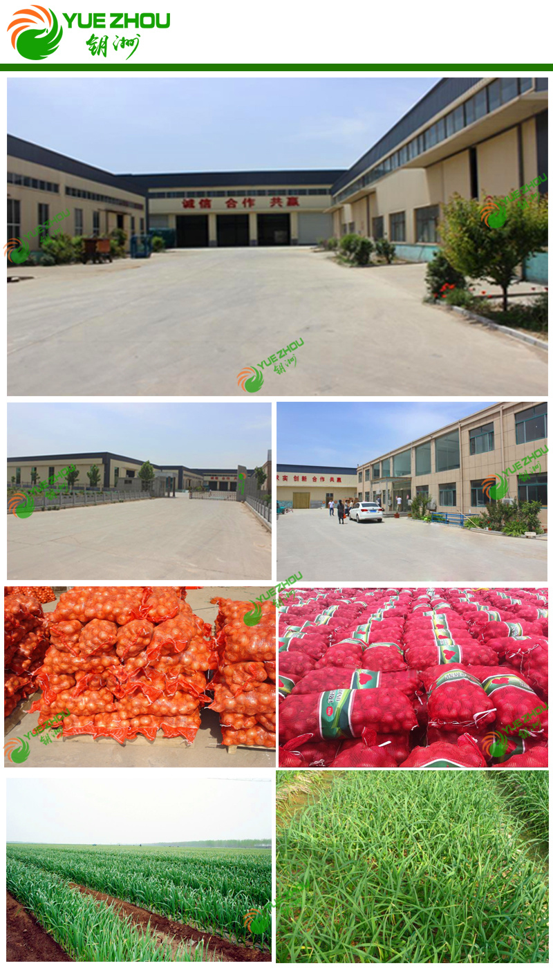 Competitive Fresh Red Onion with Best Price From China