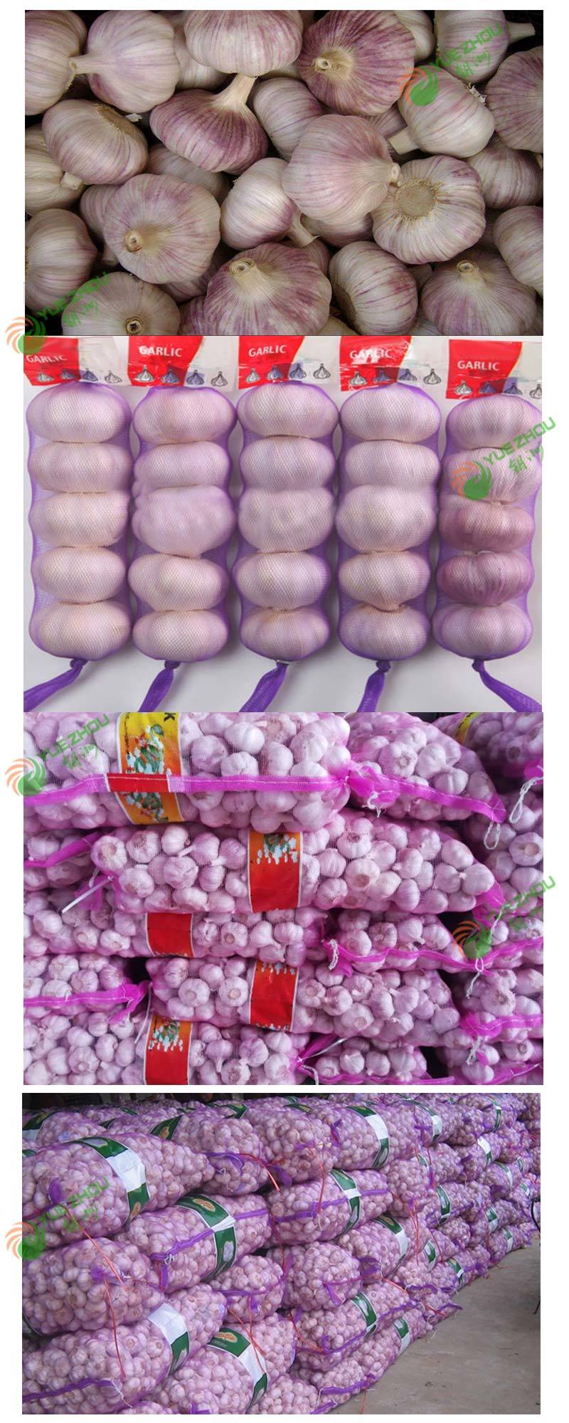 High Quality Fresh Normal White Garlic Purple Garlic with Cheap Price