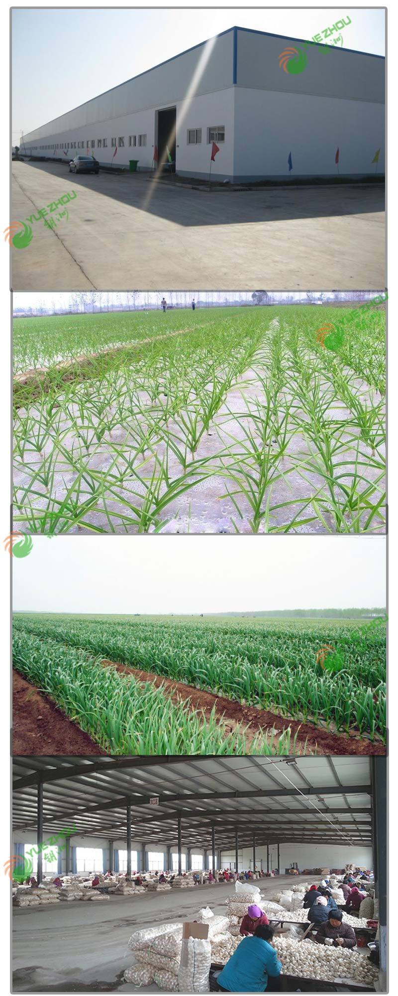 High Quality Fresh Normal White Garlic Purple Garlic with Cheap Price
