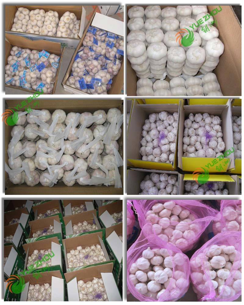 High Quality Fresh Normal White Garlic Purple Garlic with Cheap Price