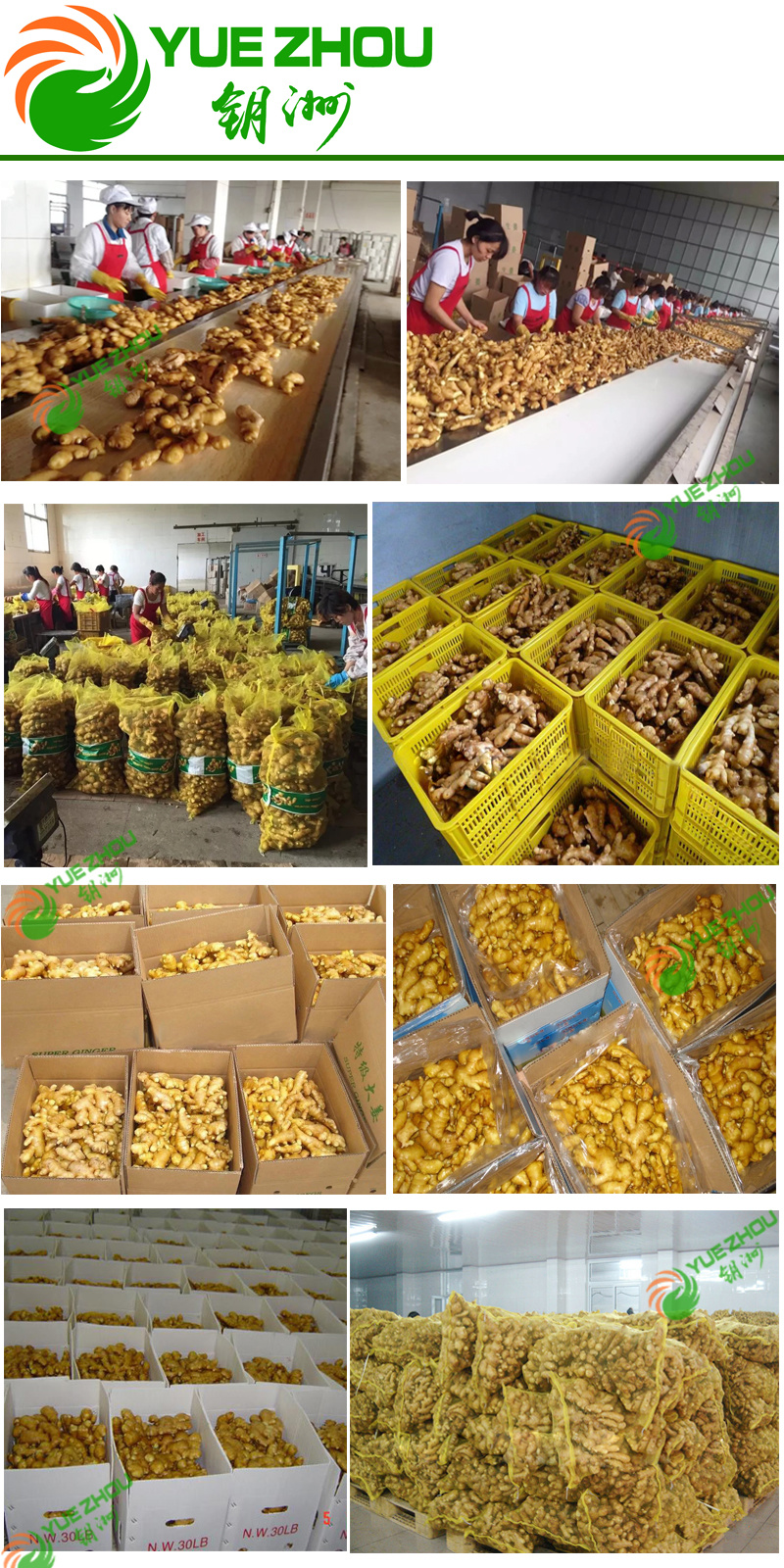 Wholesale Air Dry Ginger with Top Quality