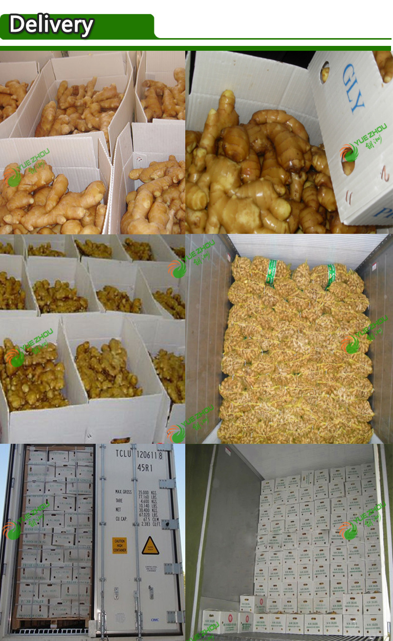 Wholesale Air Dry Ginger with Top Quality