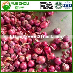 Competitive Fresh Red Onion with Best Price From China