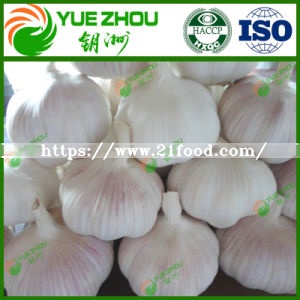 High Quality Fresh Normal White Garlic Purple Garlic with Cheap Price