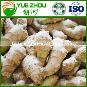 Wholesale Air Dry Ginger with Top Quality