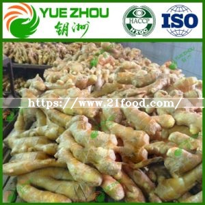 Wholesale Air Dry Ginger with Top Quality