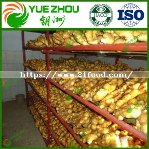 2019 Dried Ginger Price for EU with High Quality