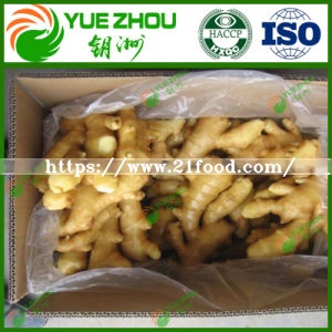 2019 Dried Ginger Price for EU with High Quality