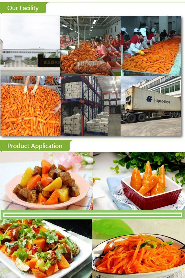 Export Standard Frozen Carrot Slices