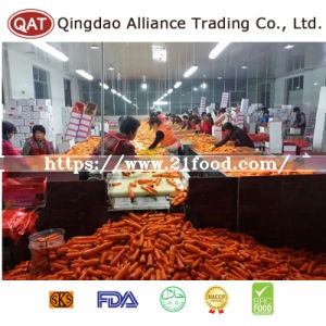 Top Quality Diced Carrot with Competitive Price