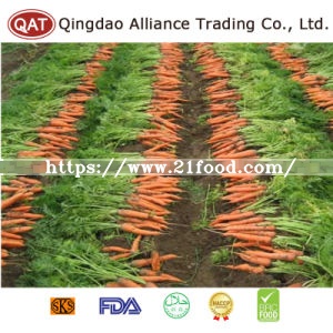 Top Quality Diced Carrot with Competitive Price