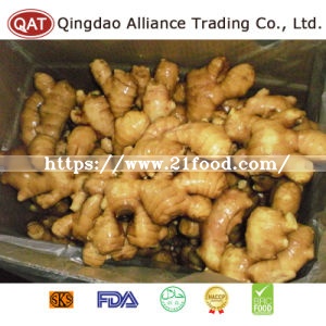 2017 New Crop Fresh Ginger with Good Price