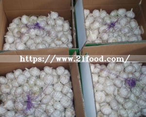 Fresh Pure White Garlic From China (2018)