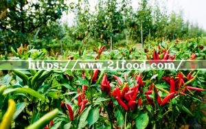 Dry Red Hot Chaotian Chilli Quality Guarantee