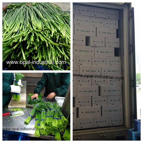 Chinese Garlic Sprout for New Crop